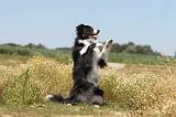 BORDER COLLIE 257